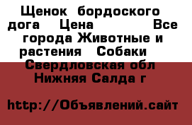 Щенок  бордоского  дога. › Цена ­ 60 000 - Все города Животные и растения » Собаки   . Свердловская обл.,Нижняя Салда г.